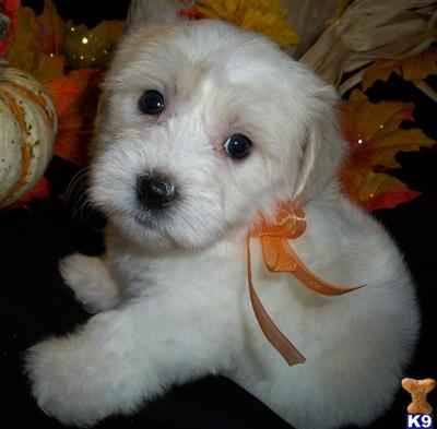 Puppies in IL